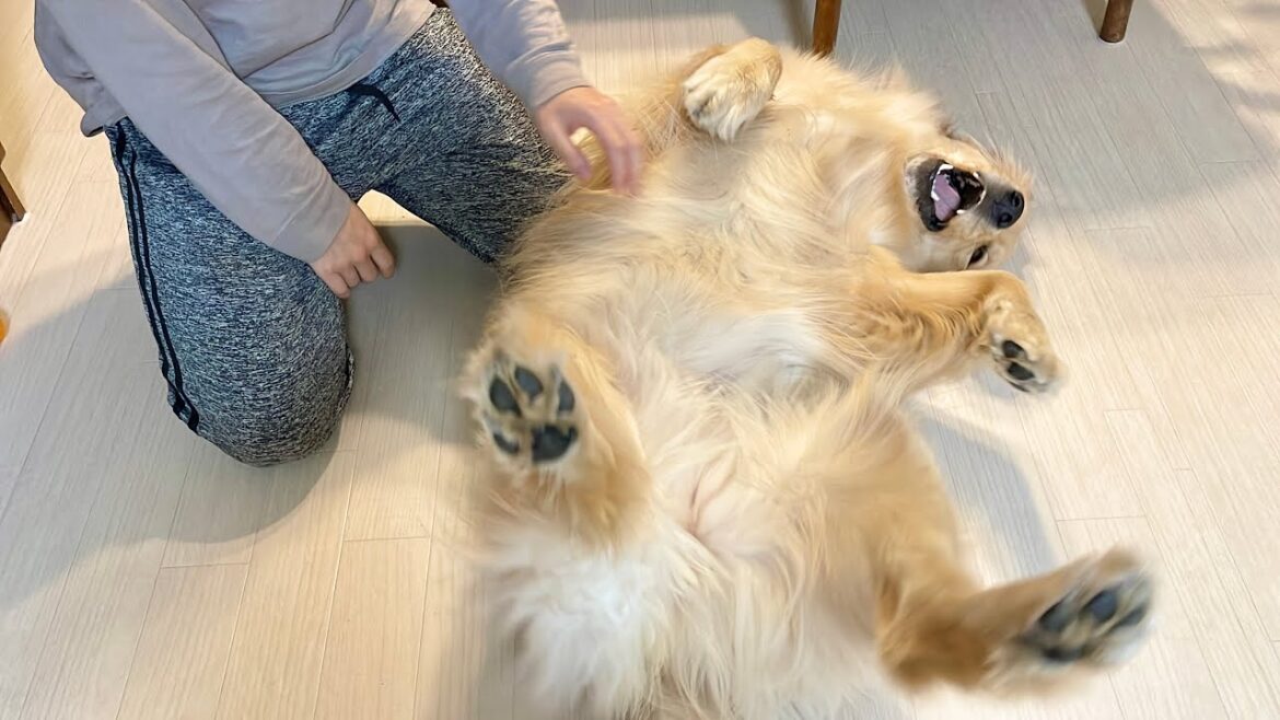 人間の子供のように床に寝転んで駄々をこねるゴールデンレトリバー