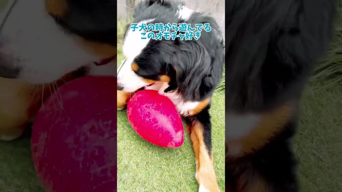 予想外な結末 大好きなオモチャ遊び犬 バーニーズマウンテンドッグのギズモ #shorts #short #subscribe #shortvideo