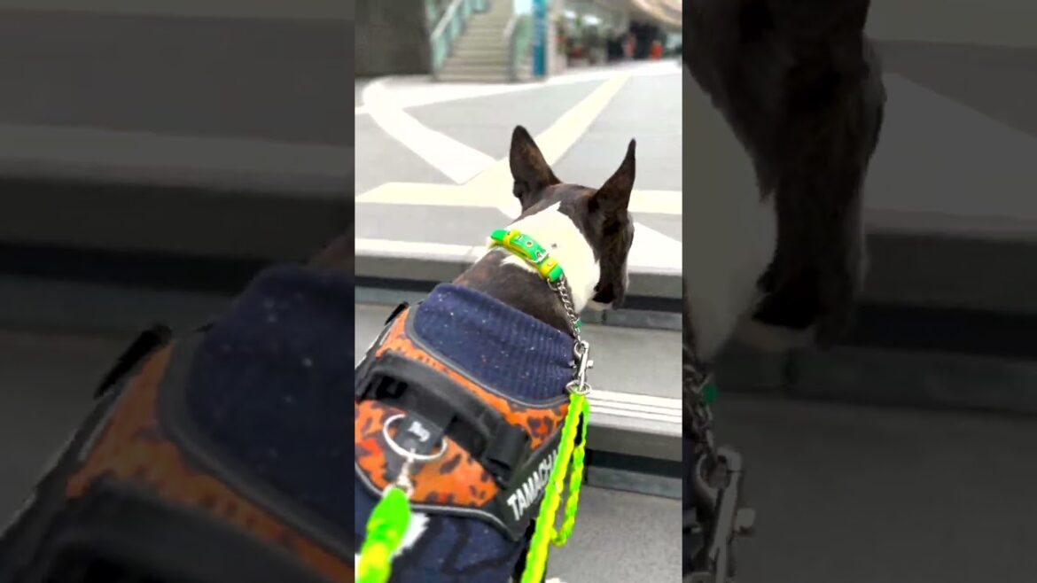 【犬のブルテリア】たま　にこたまさんぽ🐾 #shorts