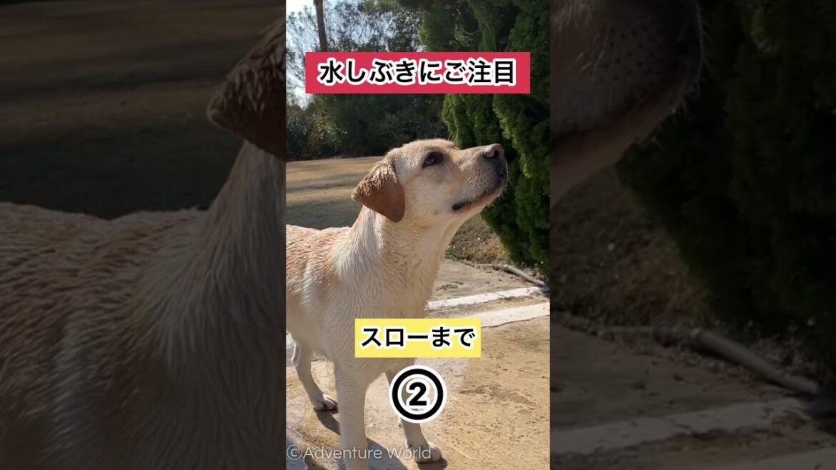 ラブラドールレトリーバーの水遊びをスローで見てみよう