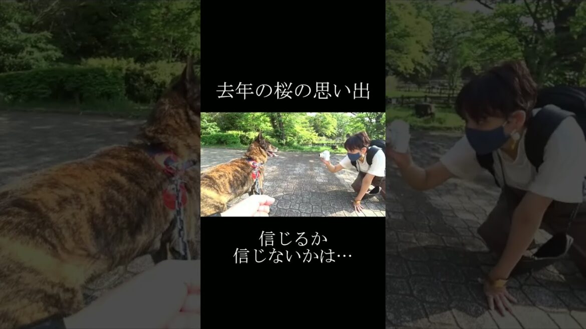 思い出の場所でまさかの先代柴犬と再会！？#柴犬 #甲斐犬 #桜 #vlog