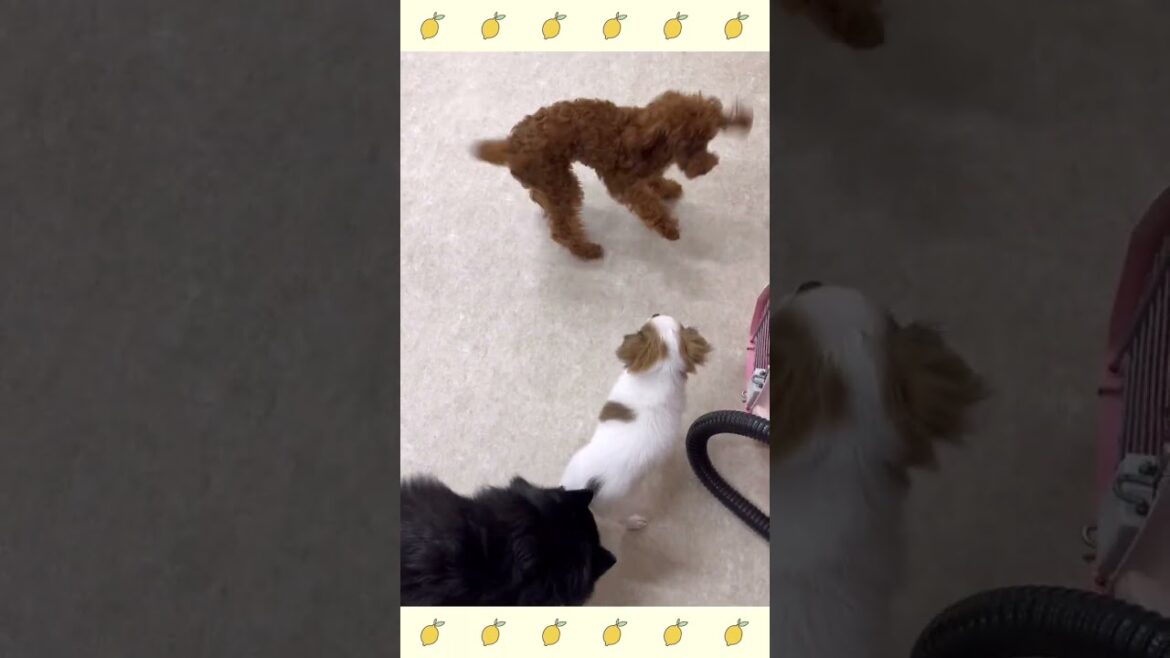 犬のようちえん・ほいくえん・お泊りトレーニング・スキッパーキ#犬のしつけ#shorts 犬のようちえん・ほいくえん・お泊りトレーニング・スキッパーキ#犬のしつけ#shorts