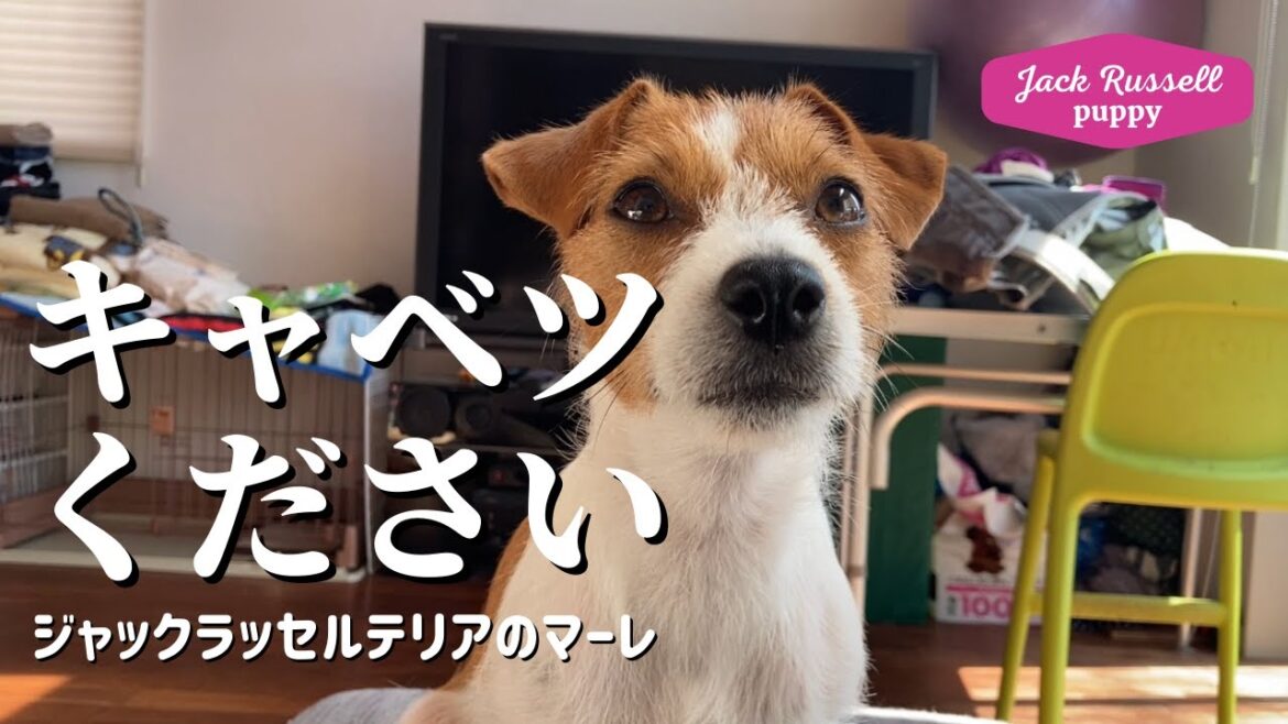 【キャベツください】ジャックラッセルテリアの女の子マーレ 子犬 Jack Russell Terrier puppy