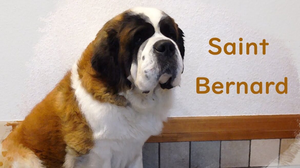 【観察とお世話！編】平凡なセントバーナードの日記　[Observation and care! Edition] Diary of an Ordinary Saint Bernard