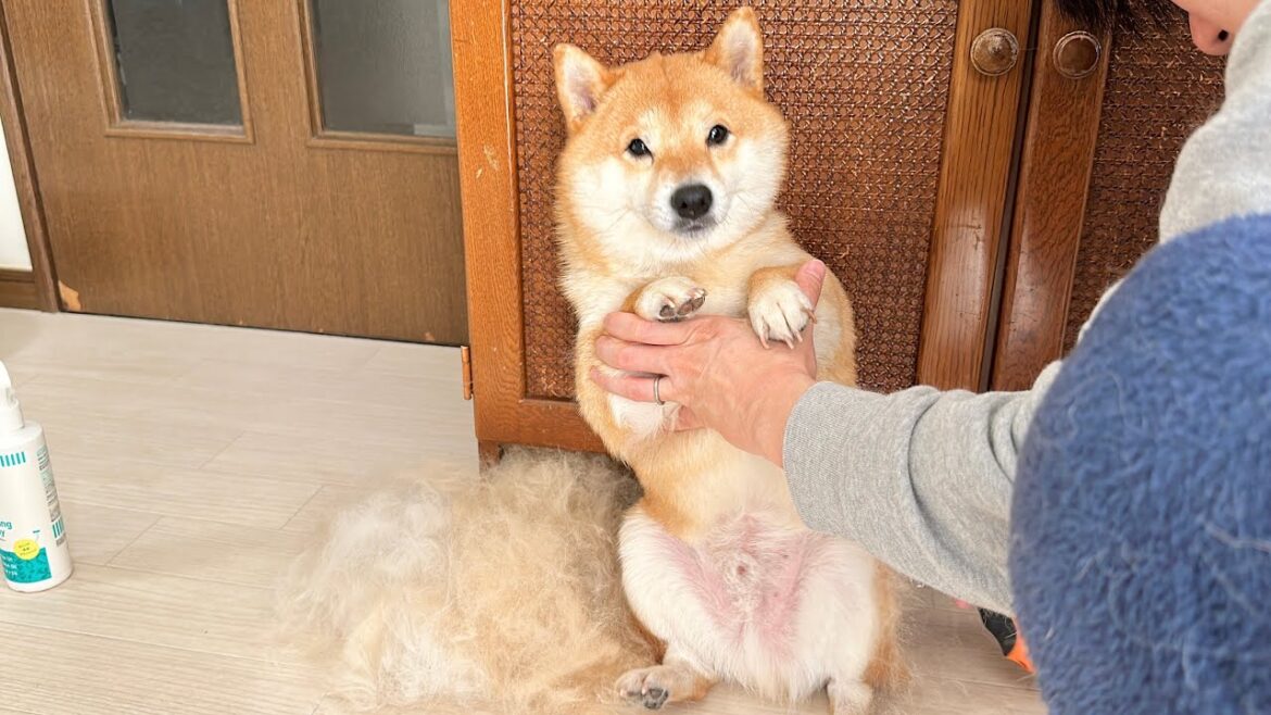 ブラッシングを拒否するあまり立ち上がってしまった豆柴が可愛い