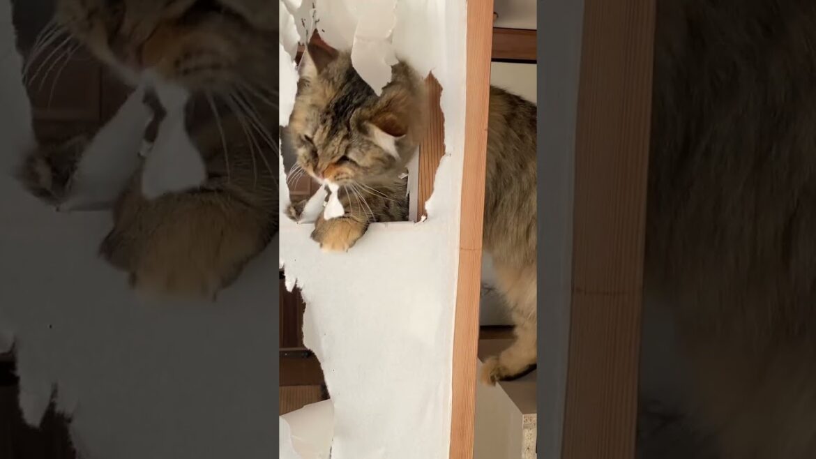 障子を破く子猫。えらいこっちゃ…【サイベリアン】 #shorts 障子を破く子猫。えらいこっちゃ…【サイベリアン】 #shorts