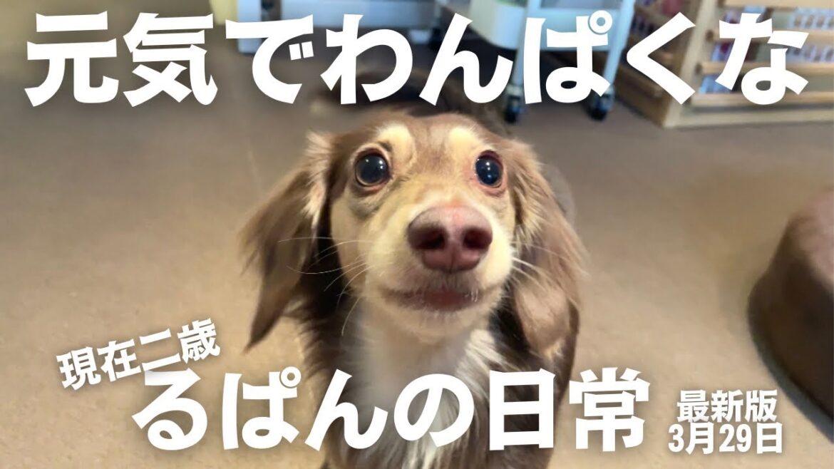2歳のミニチュアダックスは元気いっぱい！日常の飼い主との遊んでる様子の動画。《犬のいる暮らし・ミニチュアダックスフンド》
