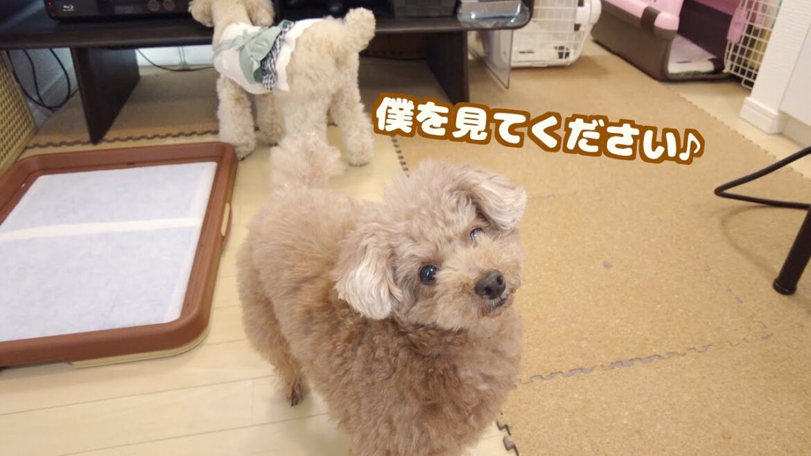 テレビを見ようとすると回り込んでアピールする愛犬の行動がかわいい！