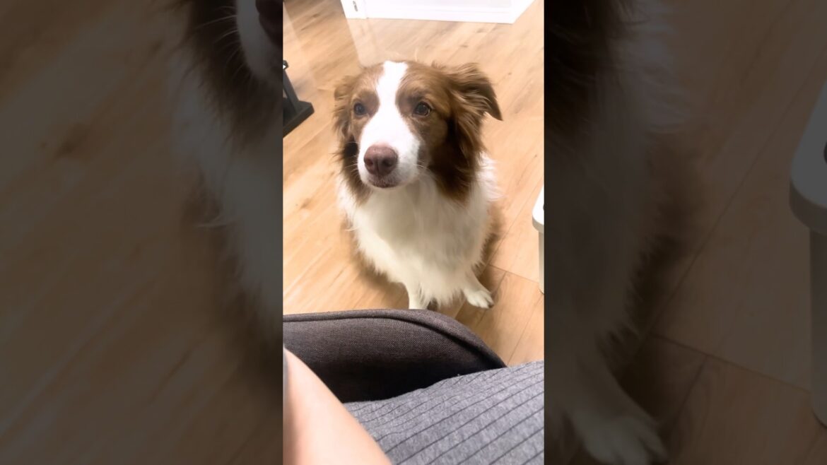 「そろそろ散歩行こ?」と呼びにくる犬があざとすぎる…【ボーダーコリー】 #shorts 「そろそろ散歩行こ?」と呼びにくる犬があざとすぎる…【ボーダーコリー】 #shorts