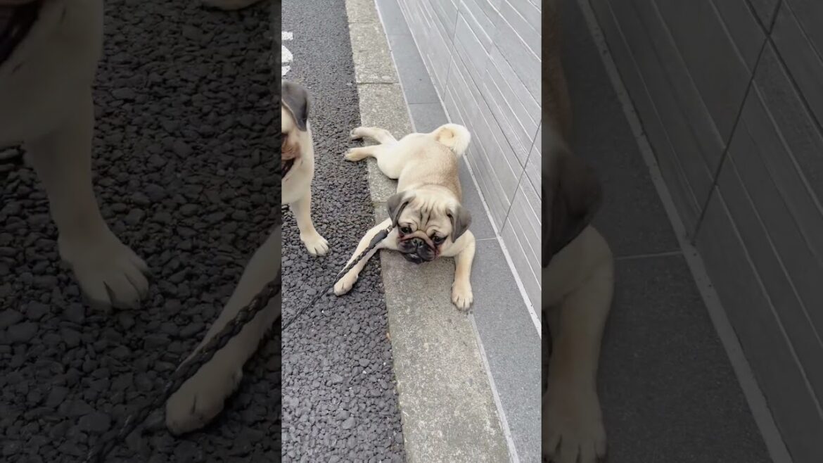 [パグ]疲れたぁ🐶..まるで🦎 (refusal to walk) #shorts