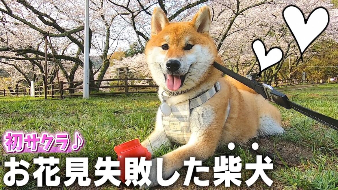 喧嘩勃発！初のお花見に大興奮の柴犬コマちゃんが最高にカワイイww【和風総分家の日常】