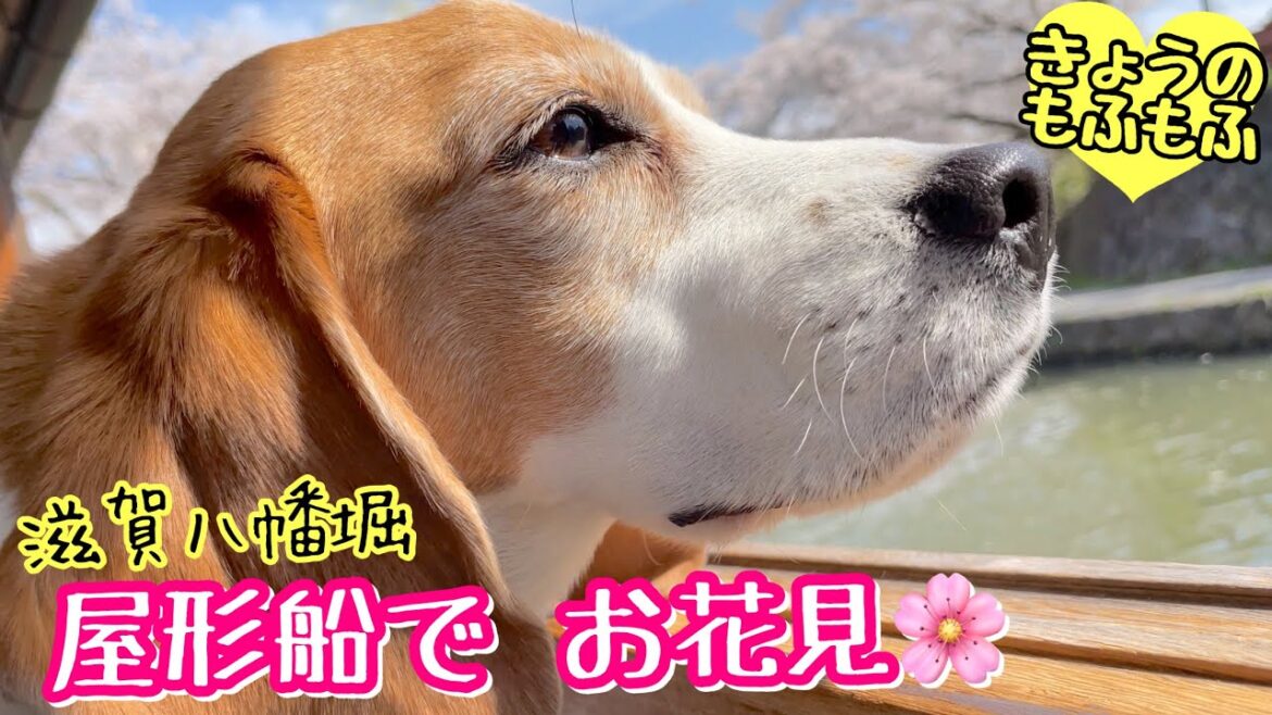 満開の桜を水上から楽しんだもふず【ビーグルさつきとポメ梵天】