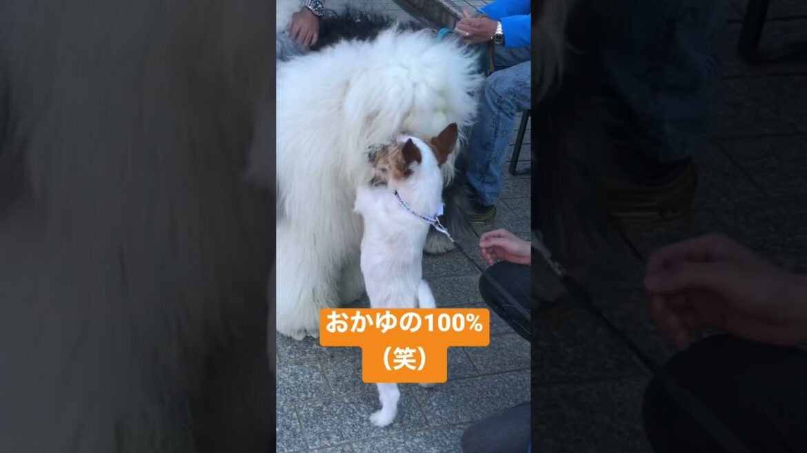 おかゆが見せてくれた本気！！-ジャックラッセルテリア