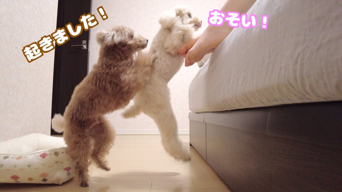 朝起きてこないママを何度も寝室へ確認しに行く愛犬が健気で可愛い! 朝起きてこないママを何度も寝室へ確認しに行く愛犬が健気で可愛い!