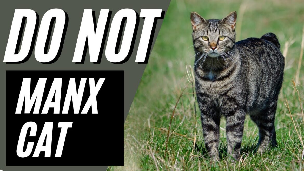 7 Reasons You Should NOT Get a Manx Cat