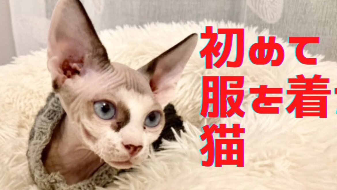 19:初めて服を着たスフィンクス猫　The Sphynx cat that wears clothes first time