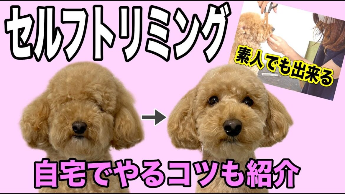 【トイプードル】セルフトリミングでテディベアカットをするコツ🧸