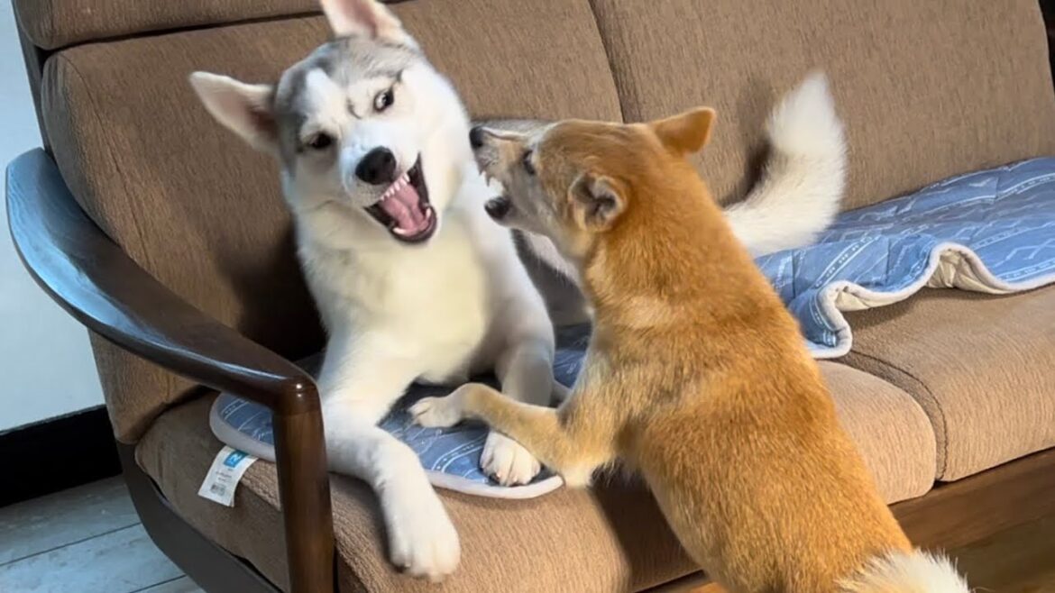 シベリアンハスキーと柴犬が遊ぶとこんな感じになります