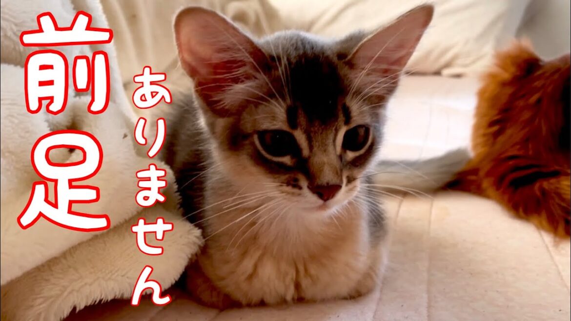 【癒し閲覧注意】産まれつき…僕の足は❣️【ソマリ】