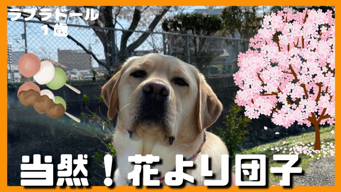 【ラブラドールレトリーバー】当然でしょ⁈花より団子な大型犬１歳