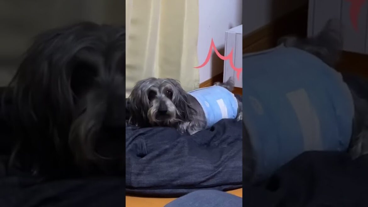 ビクッとしちゃう犬【ミニチュアダックスワイヤー】