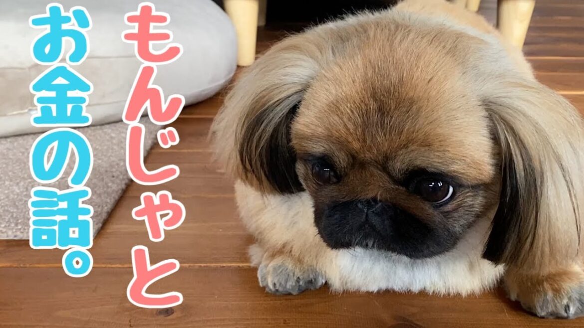 【ペキニーズ】月々にかかっているお金の話。～わが家の場合。～