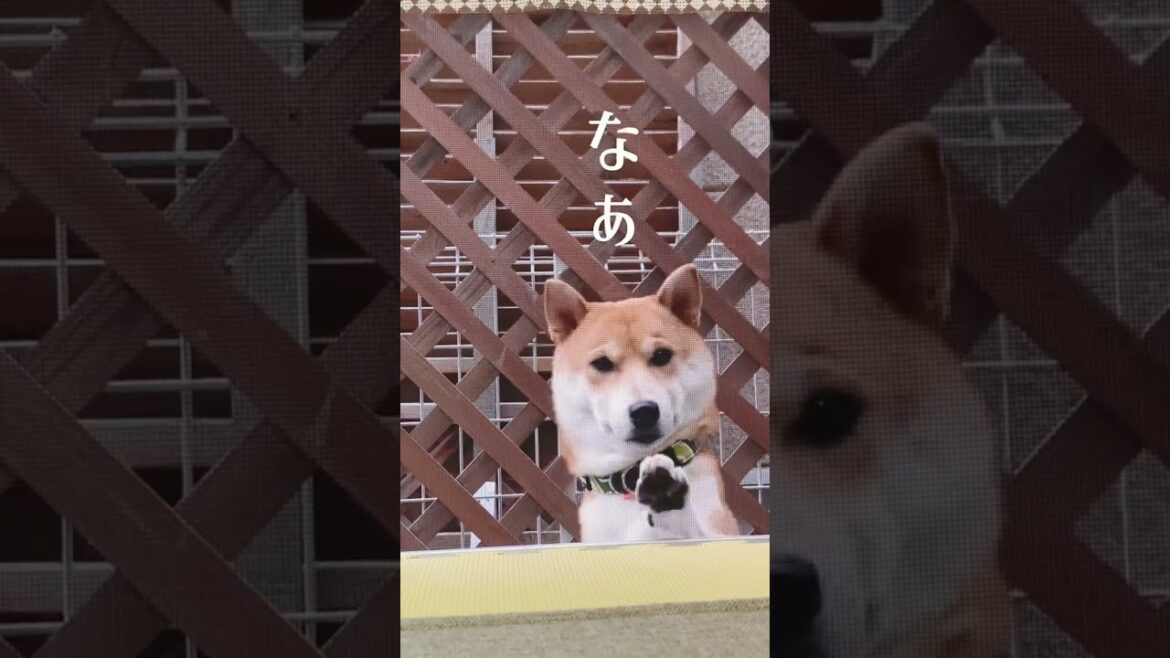 やってしまった柴犬こむぎが反省しながらも本音を漏らしました【あるじNOステップ】