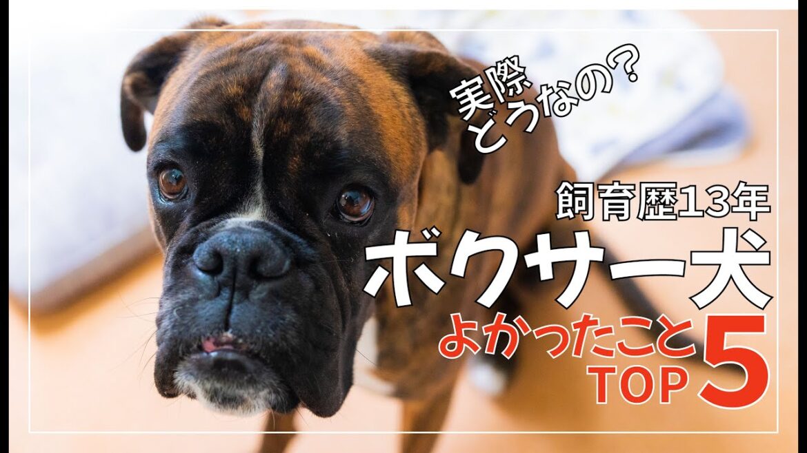 ボクサー犬を飼ってみてよかったことTOP5