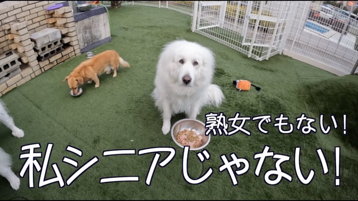 シニア用フードに変えたら納得がいかない グレートピレニーズ さくらです シニア用フードに変えたら納得がいかない グレートピレニーズ さくらです