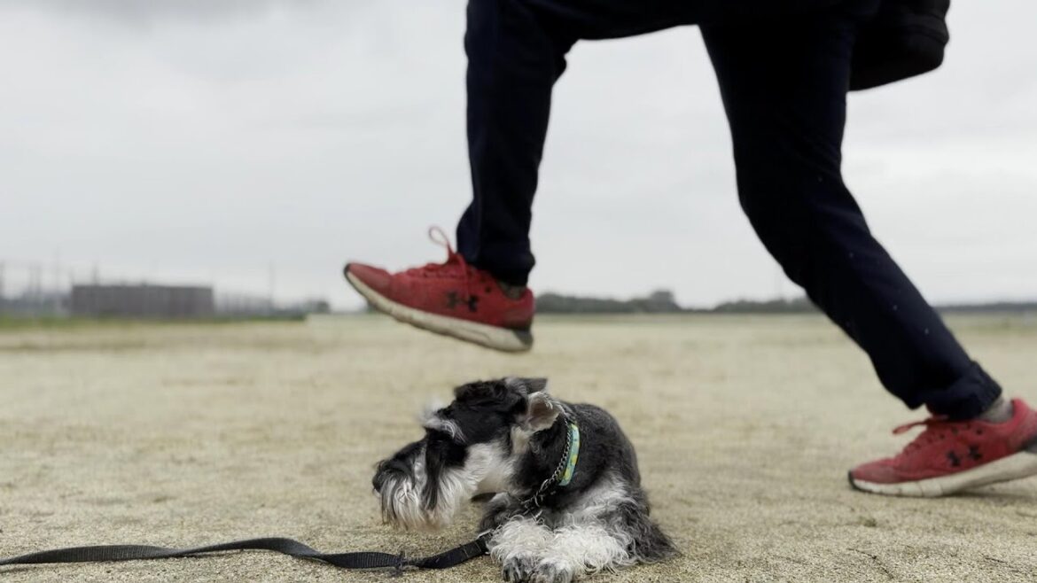 ジッとできない犬にはこれが効く‼【⑥ミニチュアシュナウザー犬/しつけ/訓練】 ジッとできない犬にはこれが効く‼【⑥ミニチュアシュナウザー犬/しつけ/訓練】