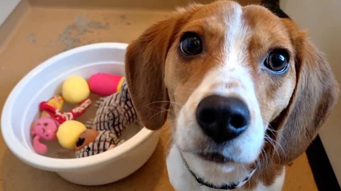 大切なおもちゃを洗濯されて呆然とするビーグル 大切なおもちゃを洗濯されて呆然とするビーグル