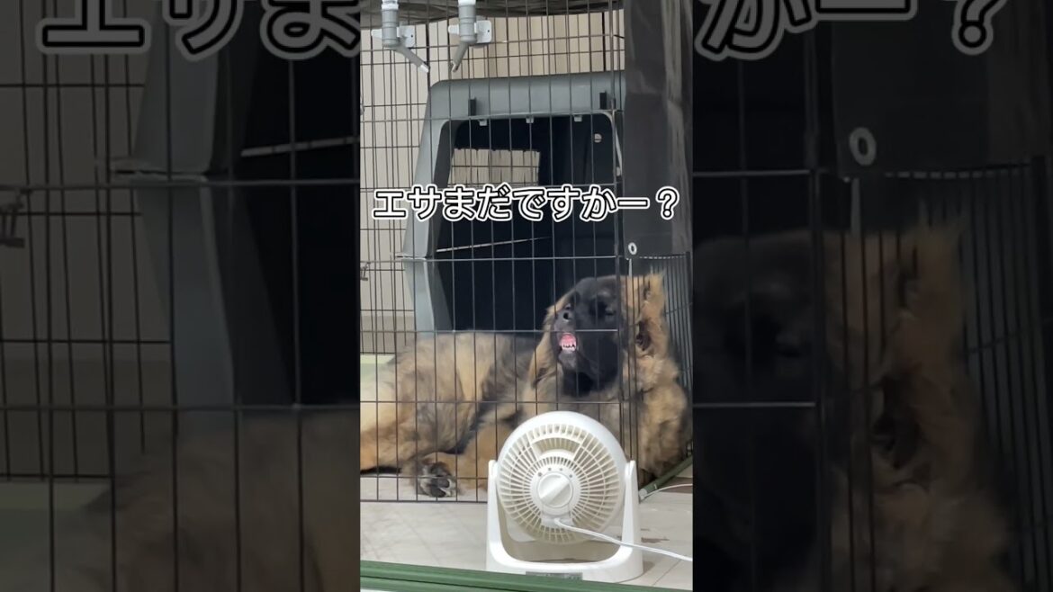 【超大型犬】ショート　最近の変顔　Leonberger　レオンベルガー　＃Shorts