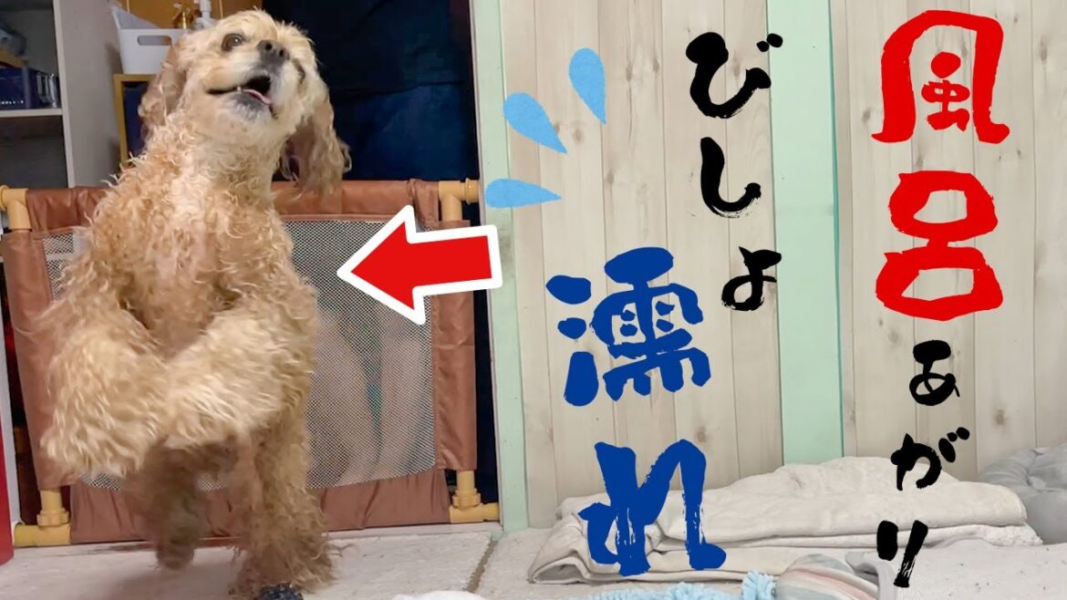 シャンプー後びしょ濡れのまま部屋を走り回るアメリカンコッカースパニエル