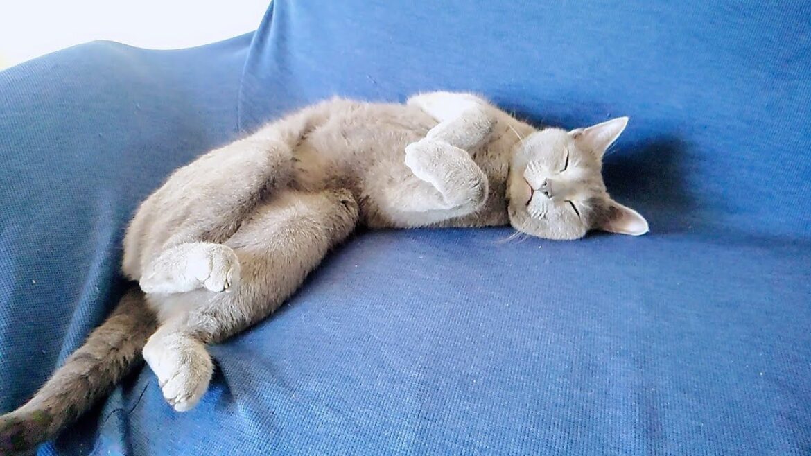 【猫動画】お腹を出して眠るロシアンブルー【russianbule】Russian blue sleeping with its belly out