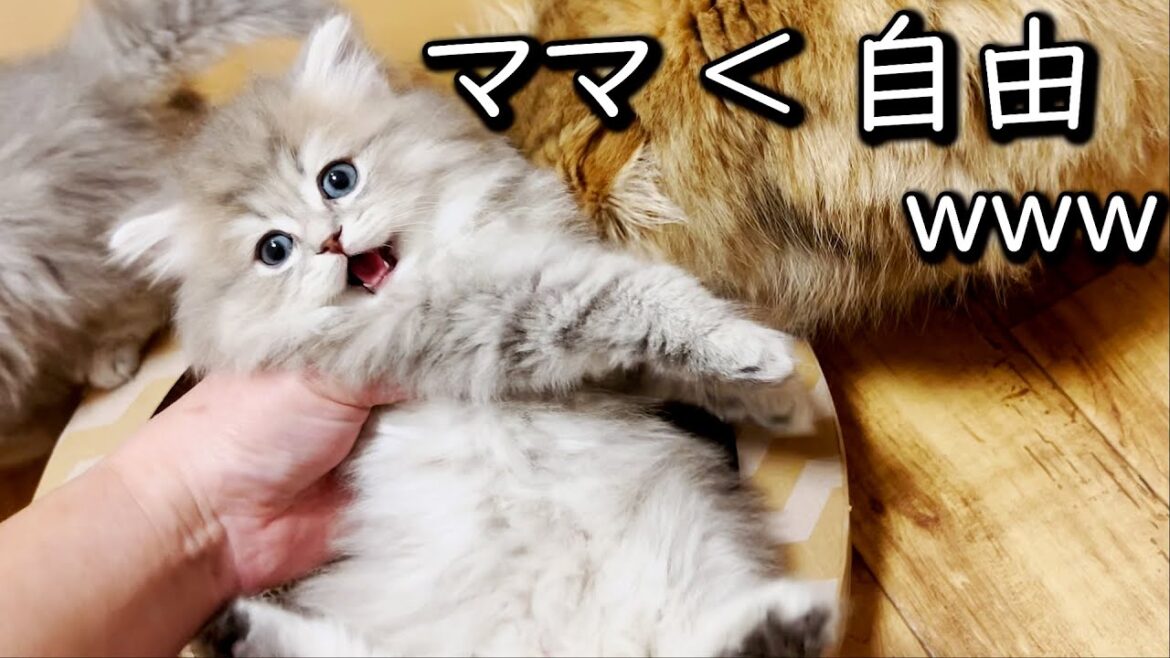 【ペルシャの子猫】ママよりも自由を取った子猫の件 ∼猫のいる生活Vol.670~ 出産動画 マンチカン短足・ミヌエット・ペルシャ猫専門ブリーダー『ペット蔵人』【子猫の成長記録】