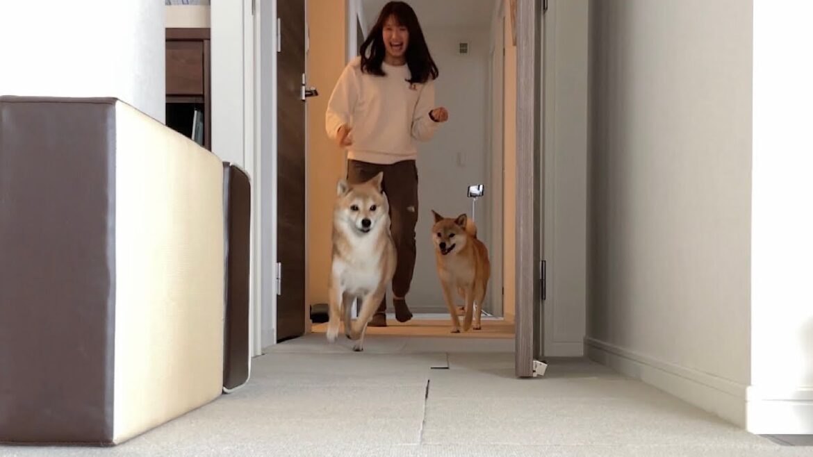 パパがいない1日…寂しそうな愛犬を全力で楽しませてみた