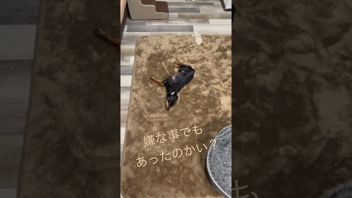 bad Days？ #miniaturepinscher #ミニチュアピンシャー #ミニピン #犬　#shorts