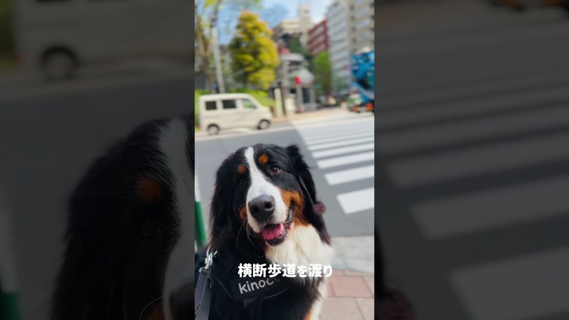 【クイズ】大好きな公園に向かうバーニーズマウンテンドッグ