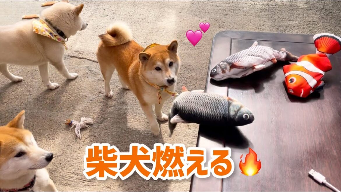 どんなに寝てても狩猟本能を即座に発揮する柴犬がいますw
