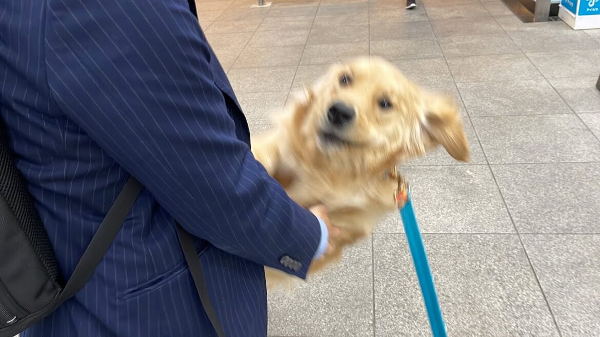 匂いだけで人混みの中にパパがいることを嗅ぎとってしまうゴールデンレトリバーが名探偵過ぎた