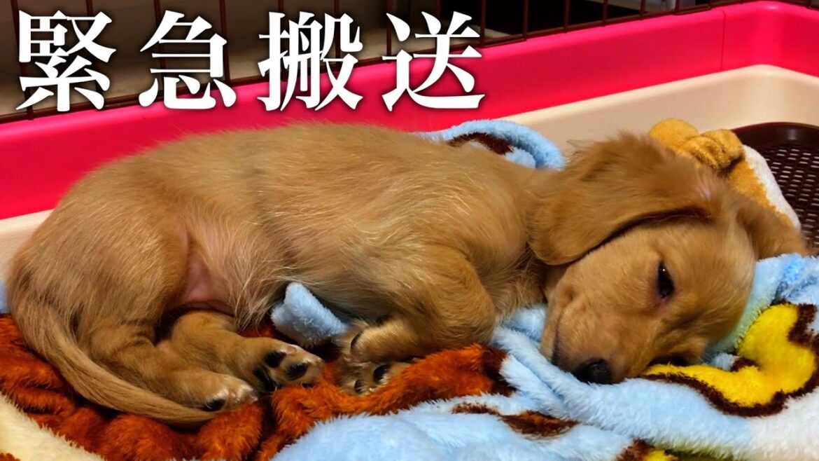 【緊急搬送】病院へ　飼い主の後悔しかない選択