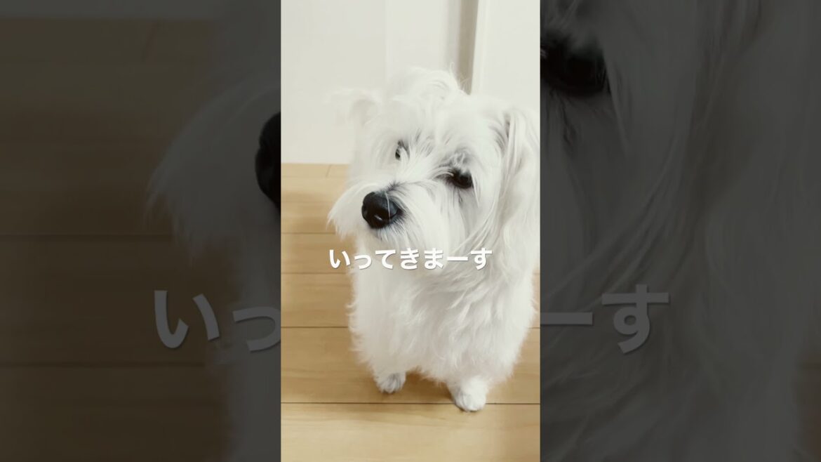 #ウェスティ #犬 #トリミング   うまれて２回目