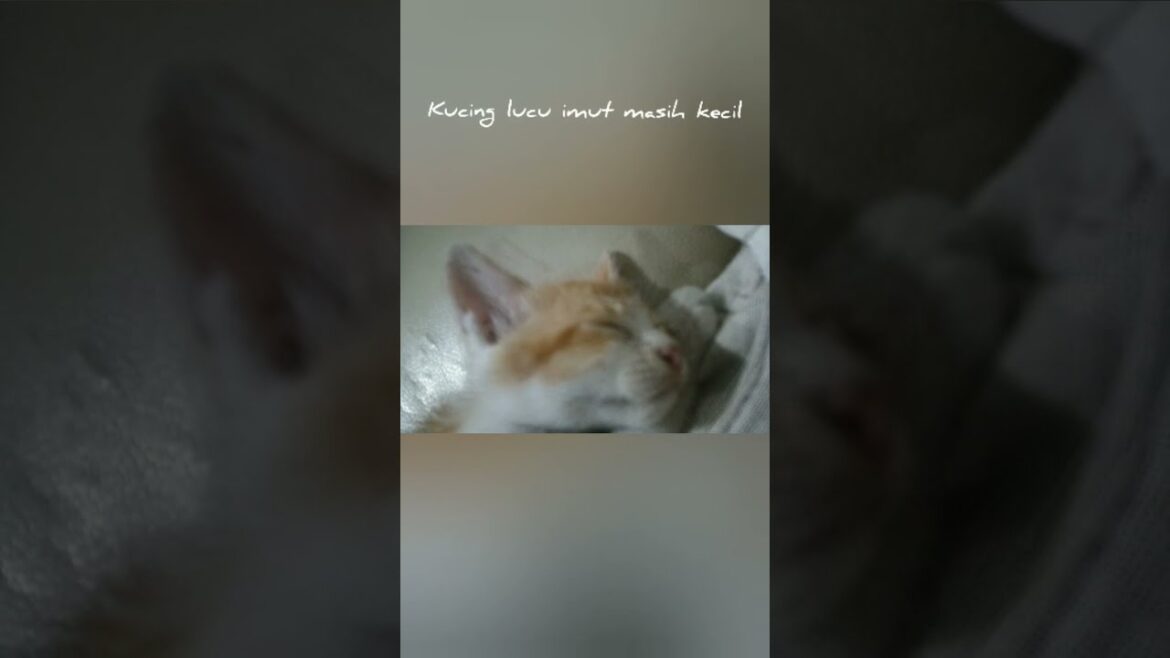 Kucing Lucu Imut Masih Kecil | Video Anak Kucing Lucu Kucing Lucu Imut Masih Kecil | Video Anak Kucing Lucu