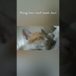 Kucing Lucu Imut Masih Kecil | Video Anak Kucing Lucu