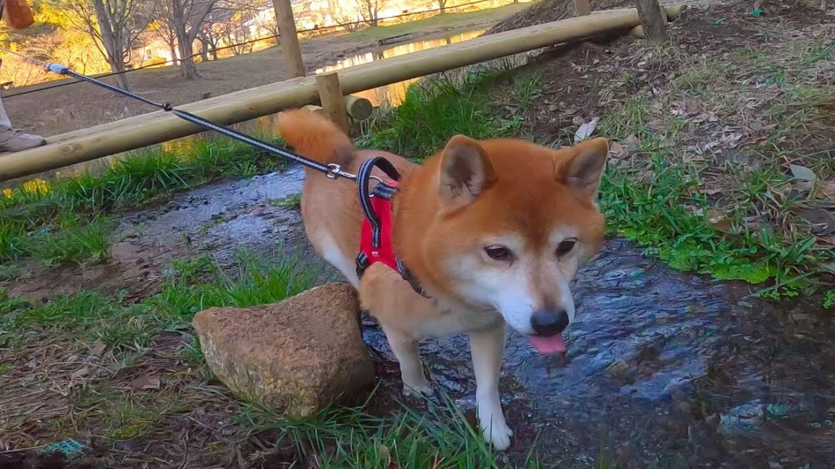 鯉のいる公園で戸惑う 柴犬はち がかわいい！