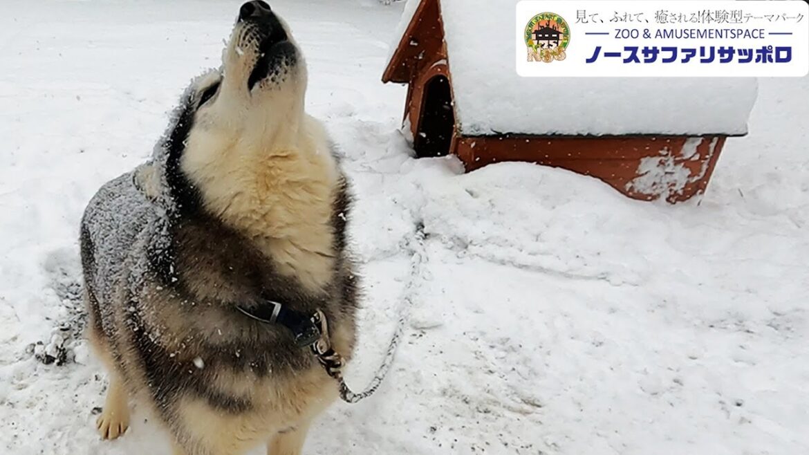 【ハスキー犬】〇〇の鳴き声につられて遠吠えしてしまう
