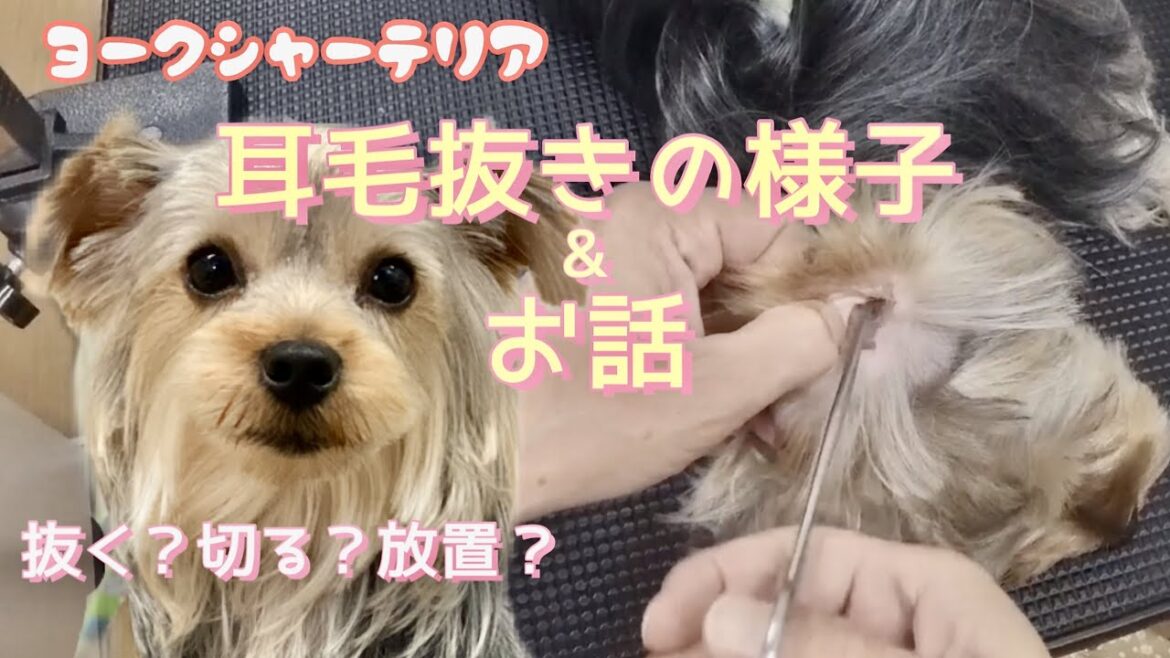ヨークシャーテリアの耳毛を目線カメラで抜きつつ、耳毛についてお話してみました。