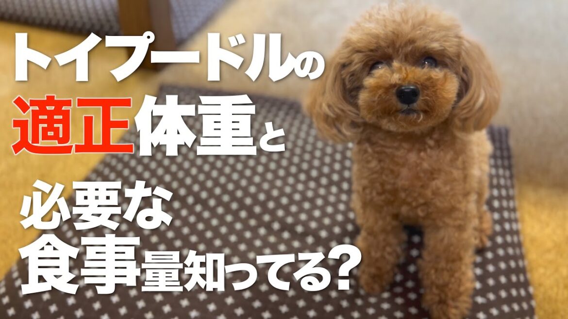 トイプードルの体重と食事量を確認する方法　理想の体型のチェックの仕方　　適正体重とボディコンディションスコア