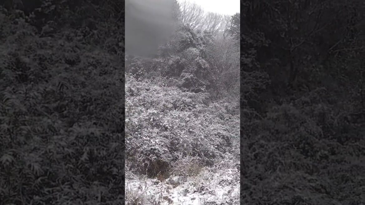 甲斐犬が猪と死闘【その1】 #松ごり #猪 #猟犬 #甲斐犬#日本犬#猪#Gundog#hound