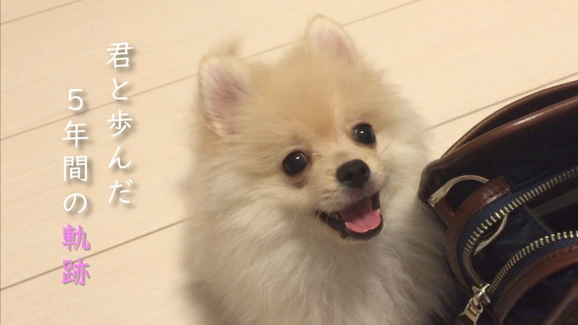 ありがとうございました! ありがとうございました!